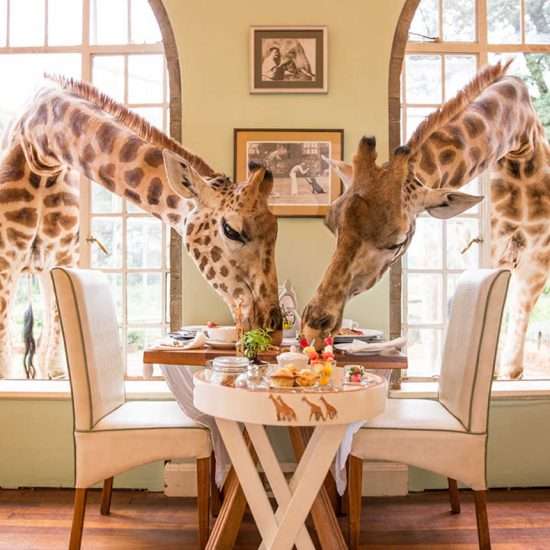 5 Safari Honeymoon Destinations for the Adventurous at Heart