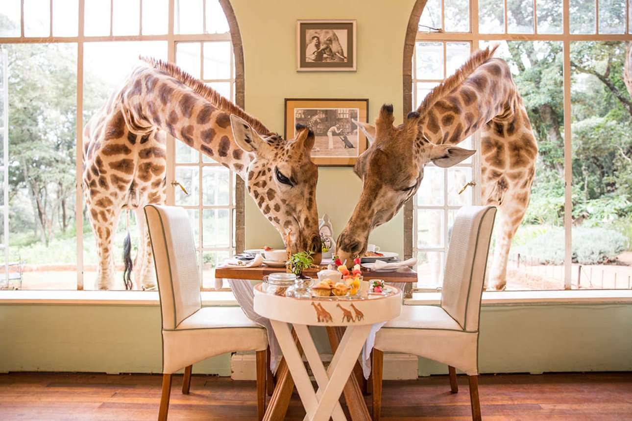 5 Safari Honeymoon Destinations for the Adventurous at Heart