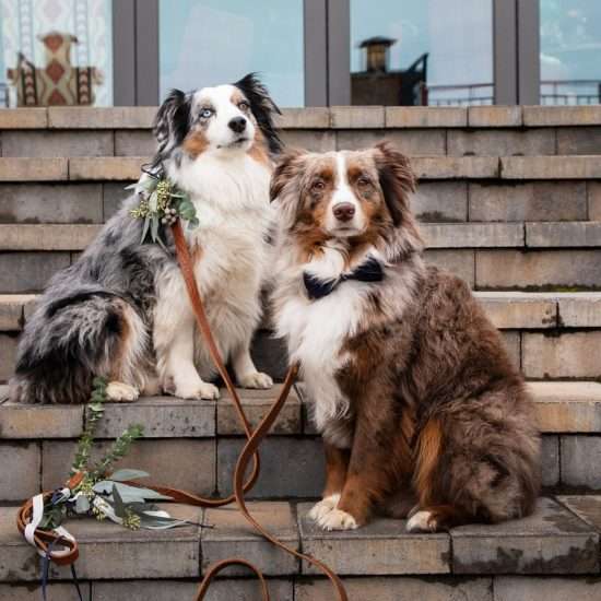 Adorable Ways to Include Your Dog in Your Wedding