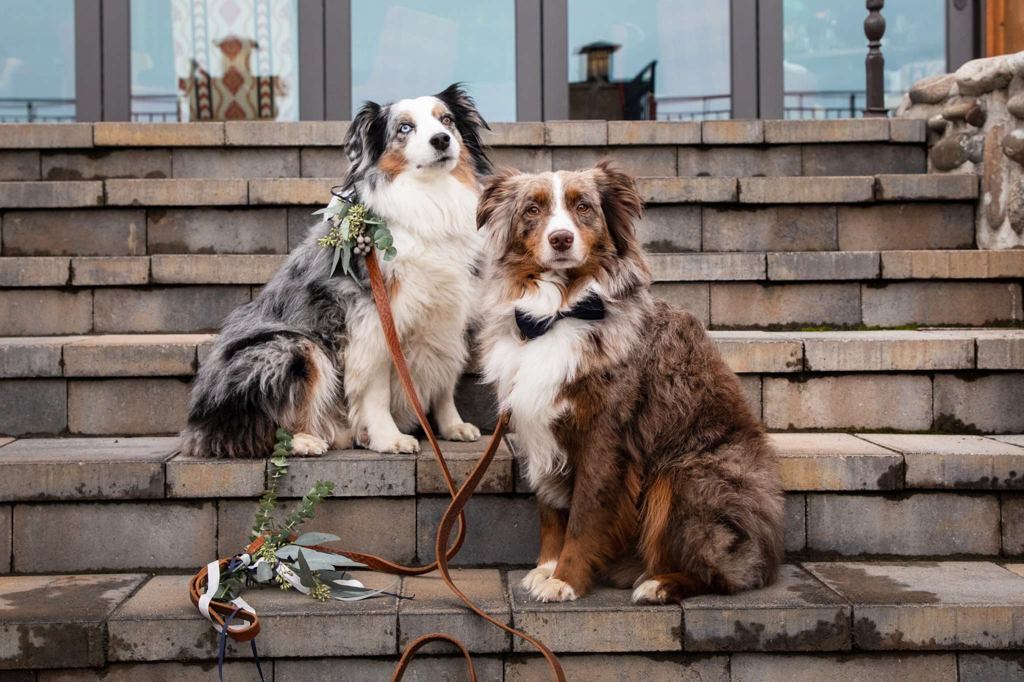 Adorable Ways to Include Your Dog in Your Wedding