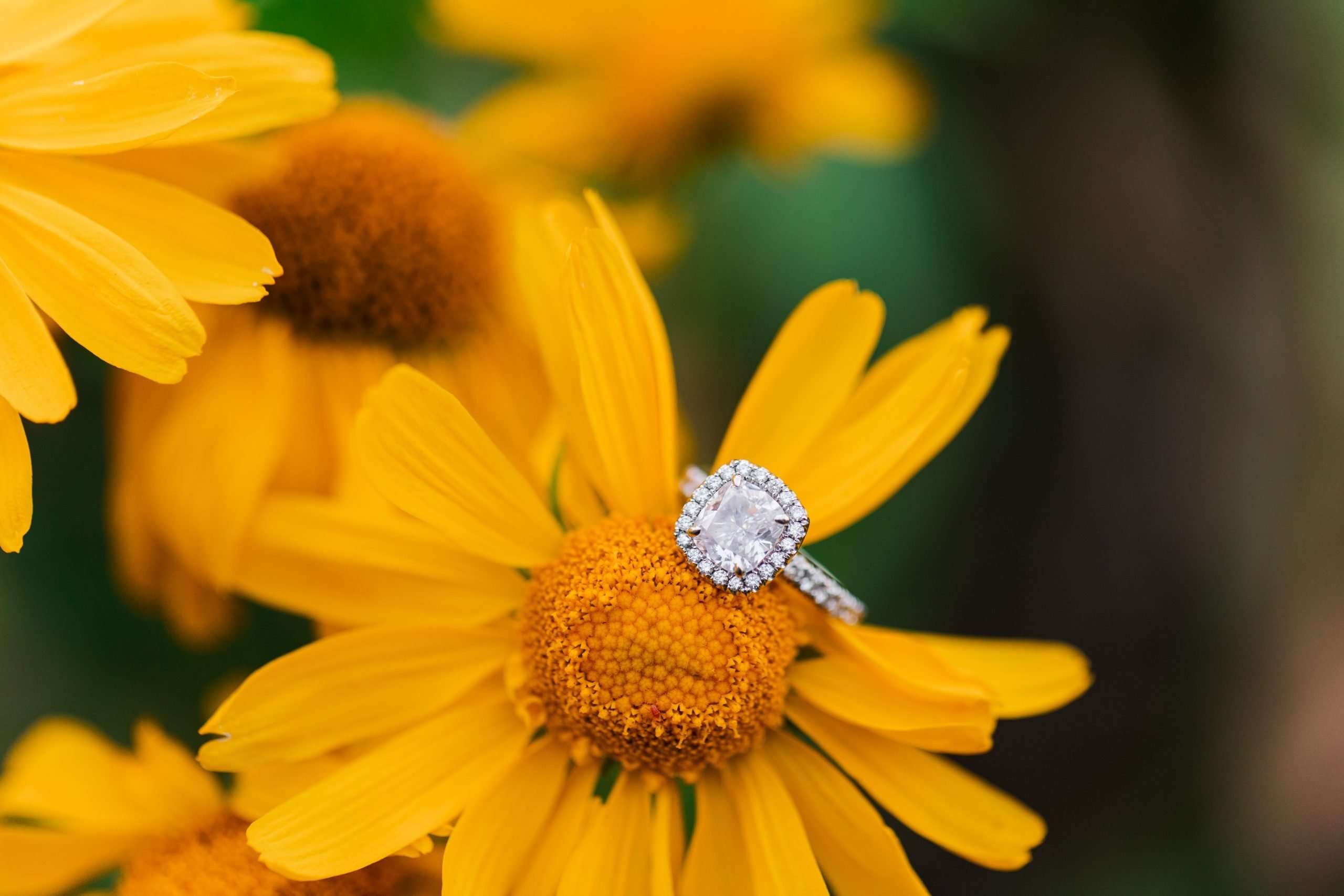 Colorado Engagement Session Amongst the Wildflowers