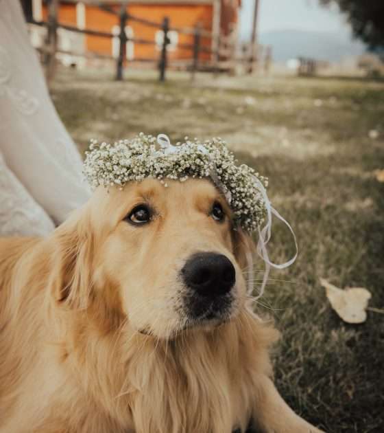 Rustic and Quaint Wedding in Idaho