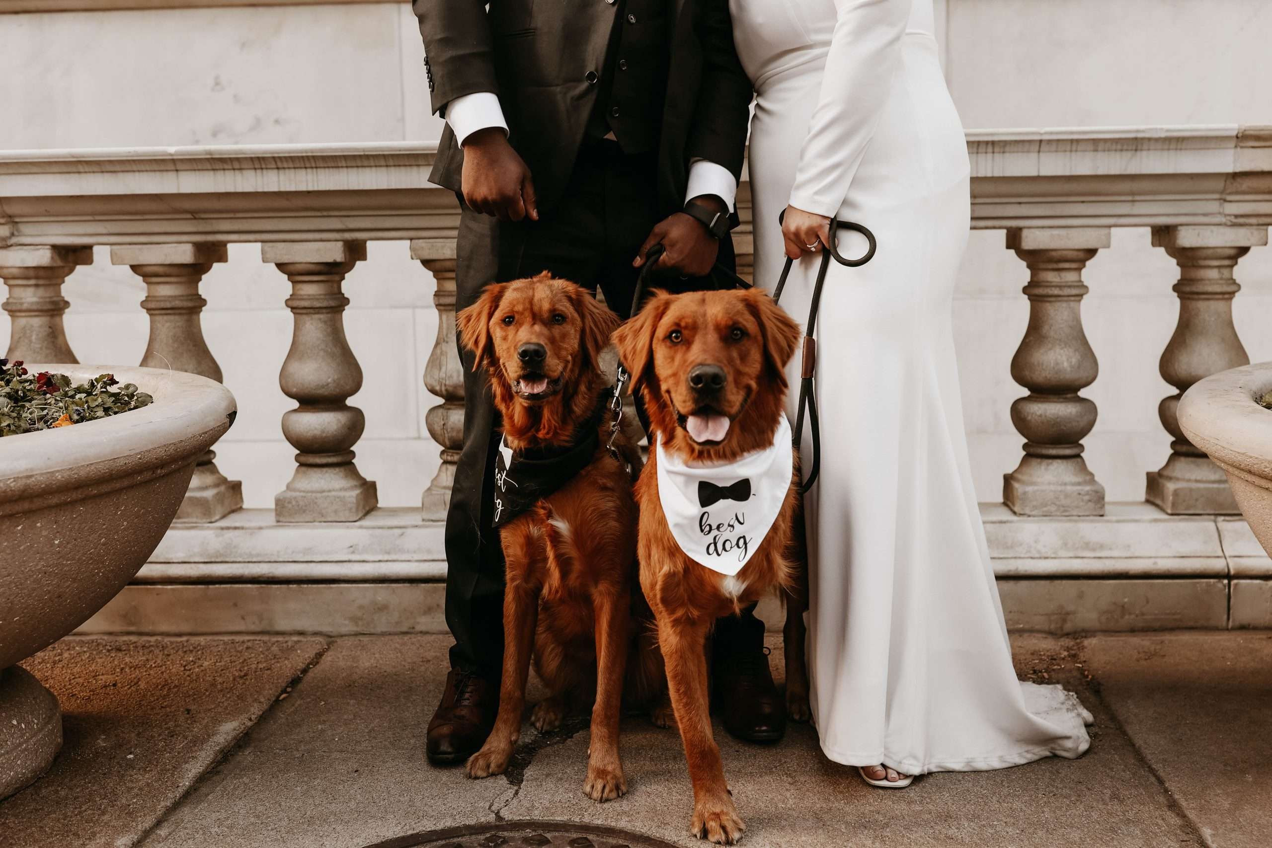 How to Accessorize your Dog for your Wedding