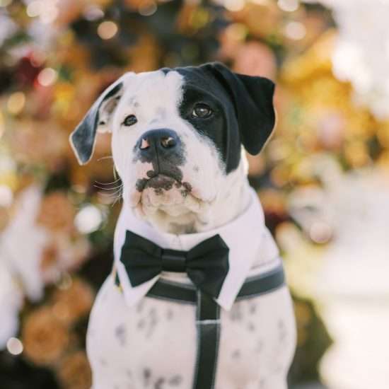 Fur-ever Together: How to Include Your Pet in Your Wedding Day