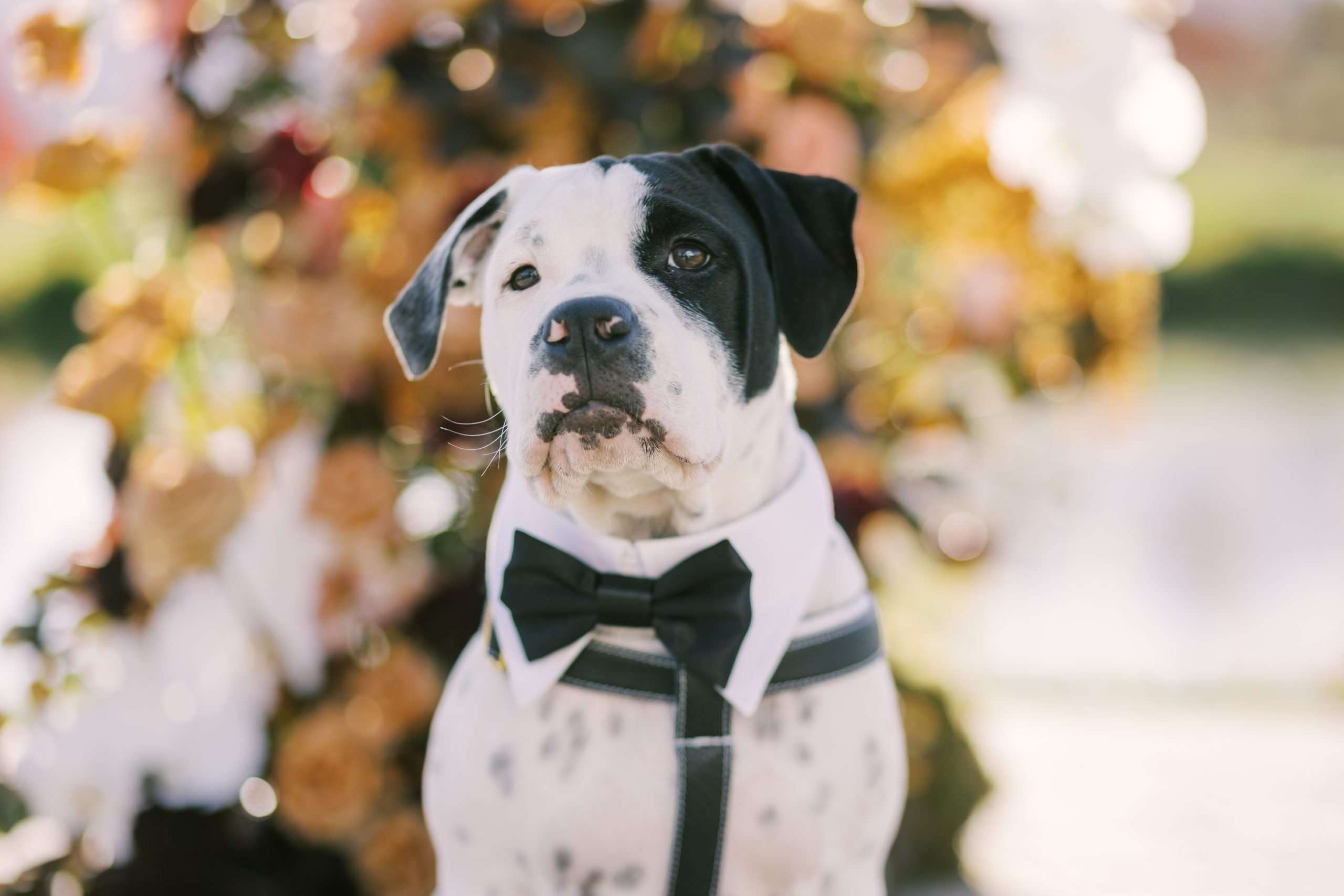 Fur-ever Together: How to Include Your Pet in Your Wedding Day