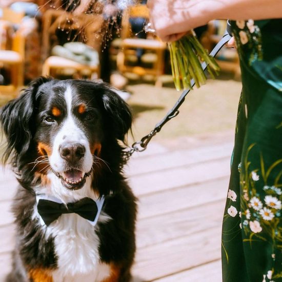 25 Dog Friendly Colorado Wedding Venues