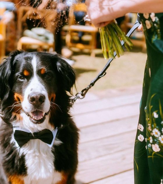 25 Dog Friendly Colorado Wedding Venues