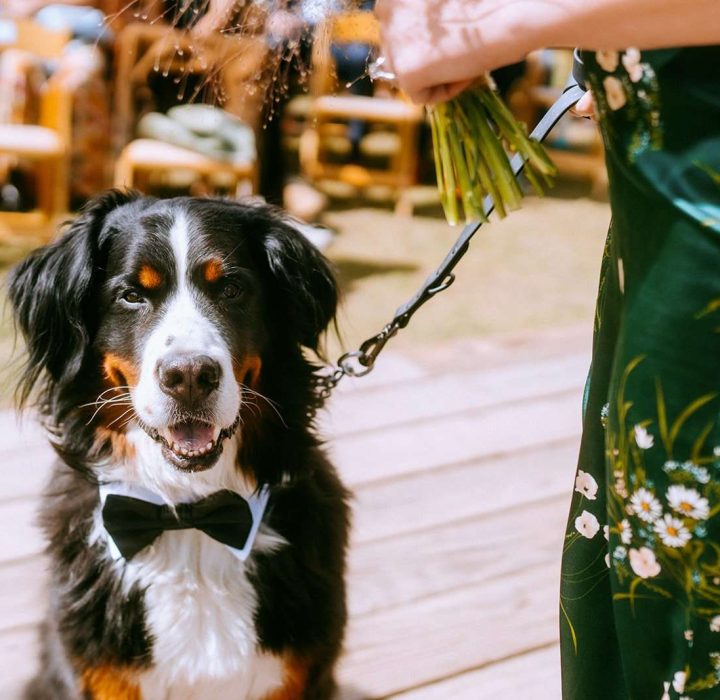 25 Dog Friendly Colorado Wedding Venues