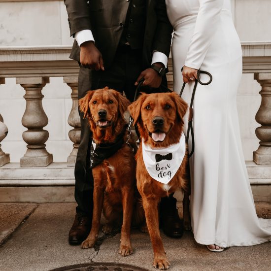 Pawsitively Perfect: 10 Ways to Honor Your Dog in Your Wedding