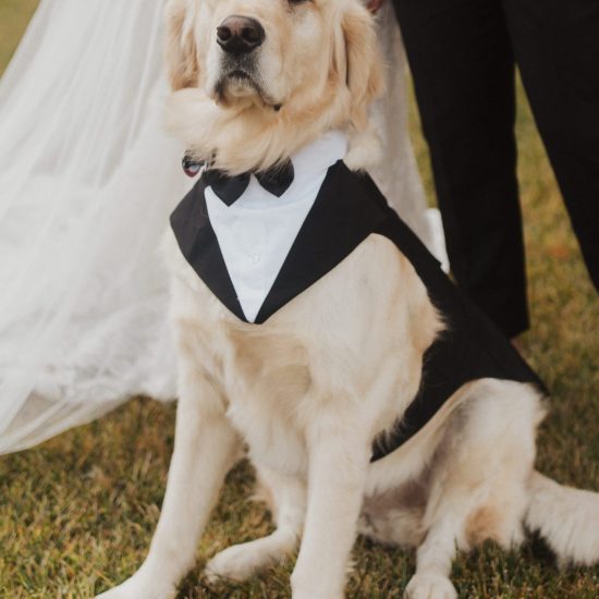 Elevated Montana Big Sky Wedding with a Furry Friend