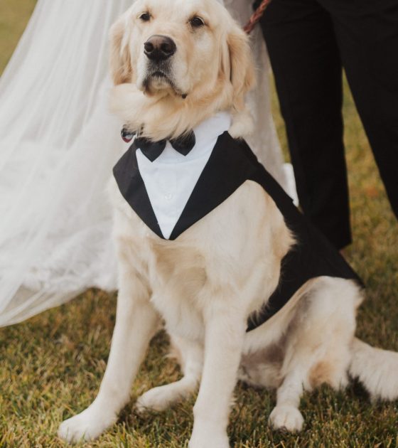 Elevated Montana Big Sky Wedding with a Furry Friend