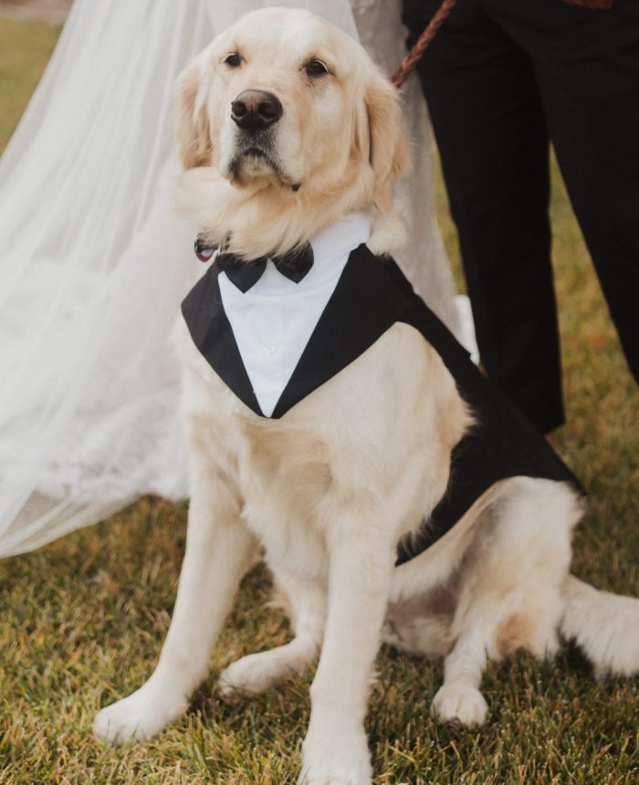 Elevated Montana Big Sky Wedding with a Furry Friend
