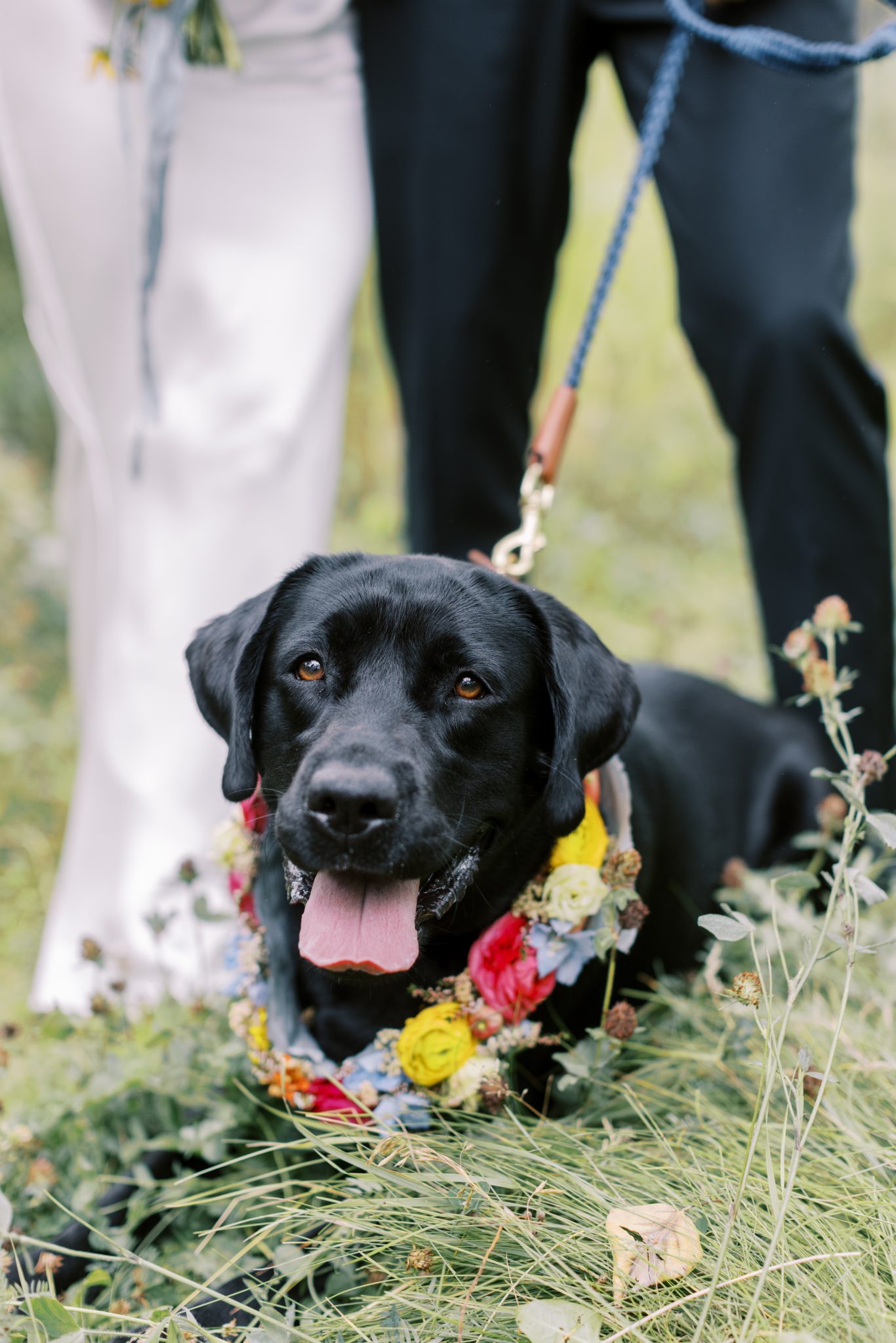Alberta Summer Wedding couple's adorable black lab with a yellow, red, and blue flower necklace