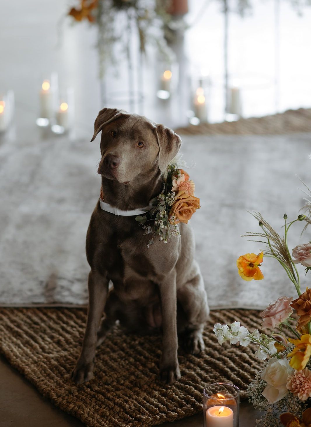 adorable gray dog at a Summer whistler wedding with an orange floral collar