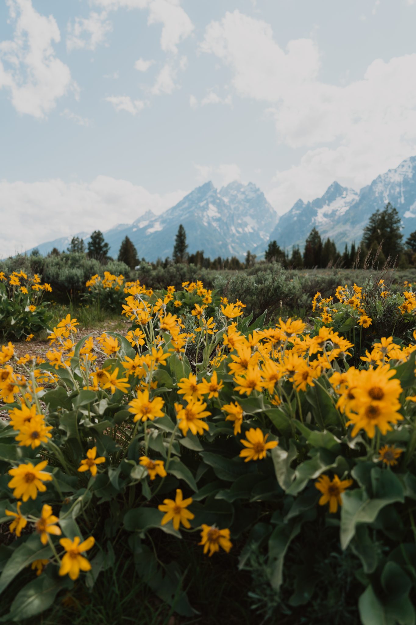 Grand Teton National Park Elopement stunning mountain views and yellow floral meadow