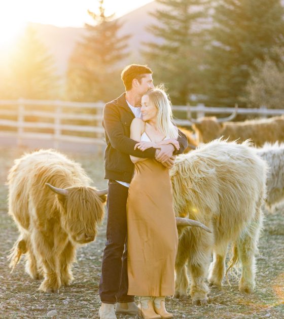 Golden Glow Idaho Engagements with Cute Highland Cows