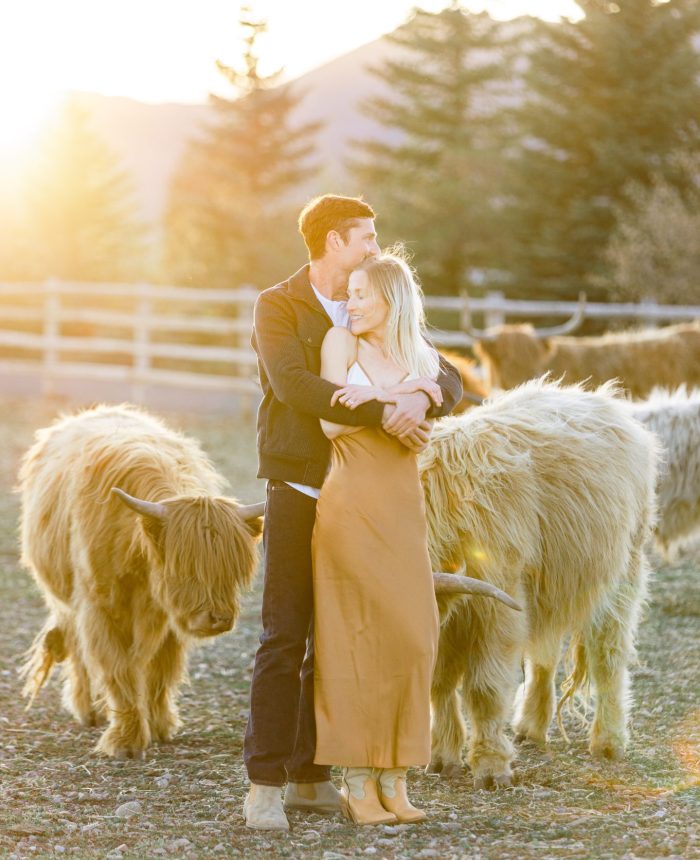 Golden Glow Idaho Engagements with Cute Highland Cows
