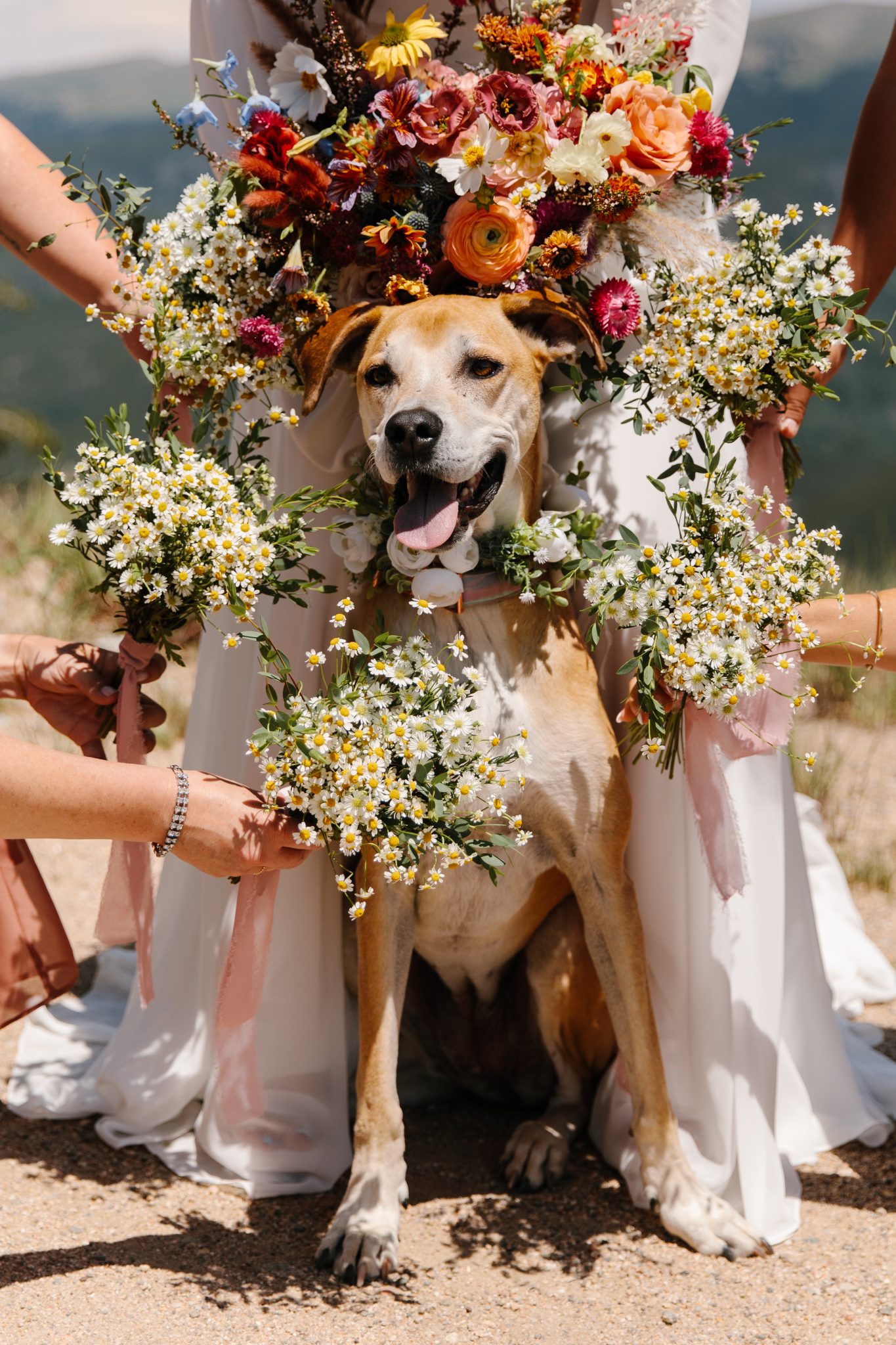 Wedding dog adorned with floral garlands, sitting happily among bridesmaids at a Colorful Rustic Colorado Wedding.