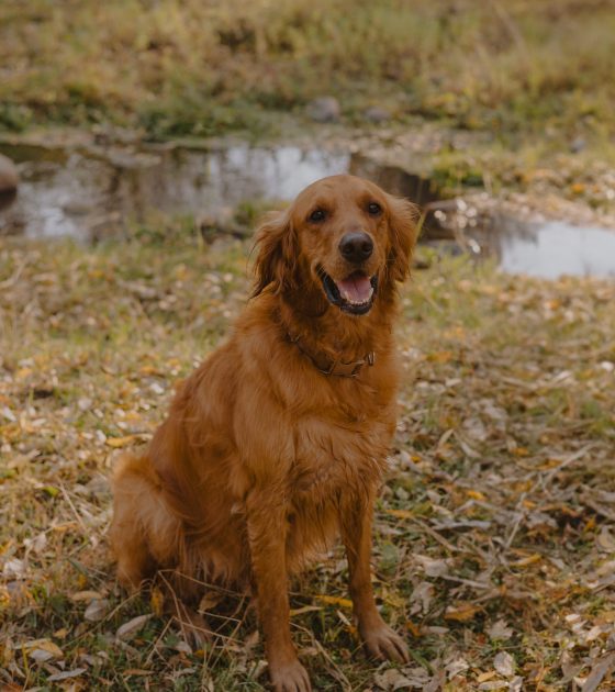 Sweet Golden Wyoming Engagements with a Golden Retriever
