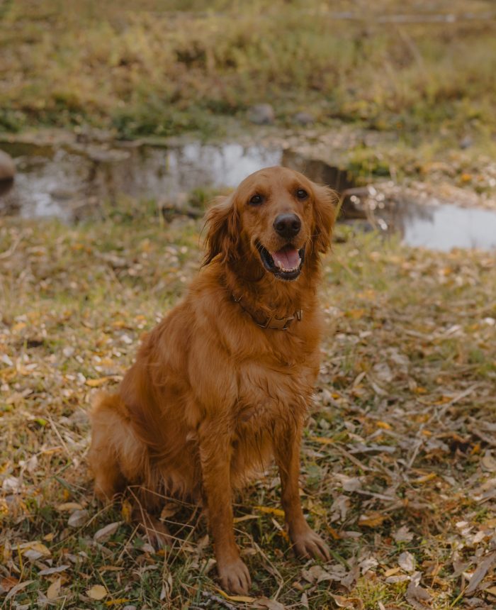 Sweet Golden Wyoming Engagements with a Golden Retriever