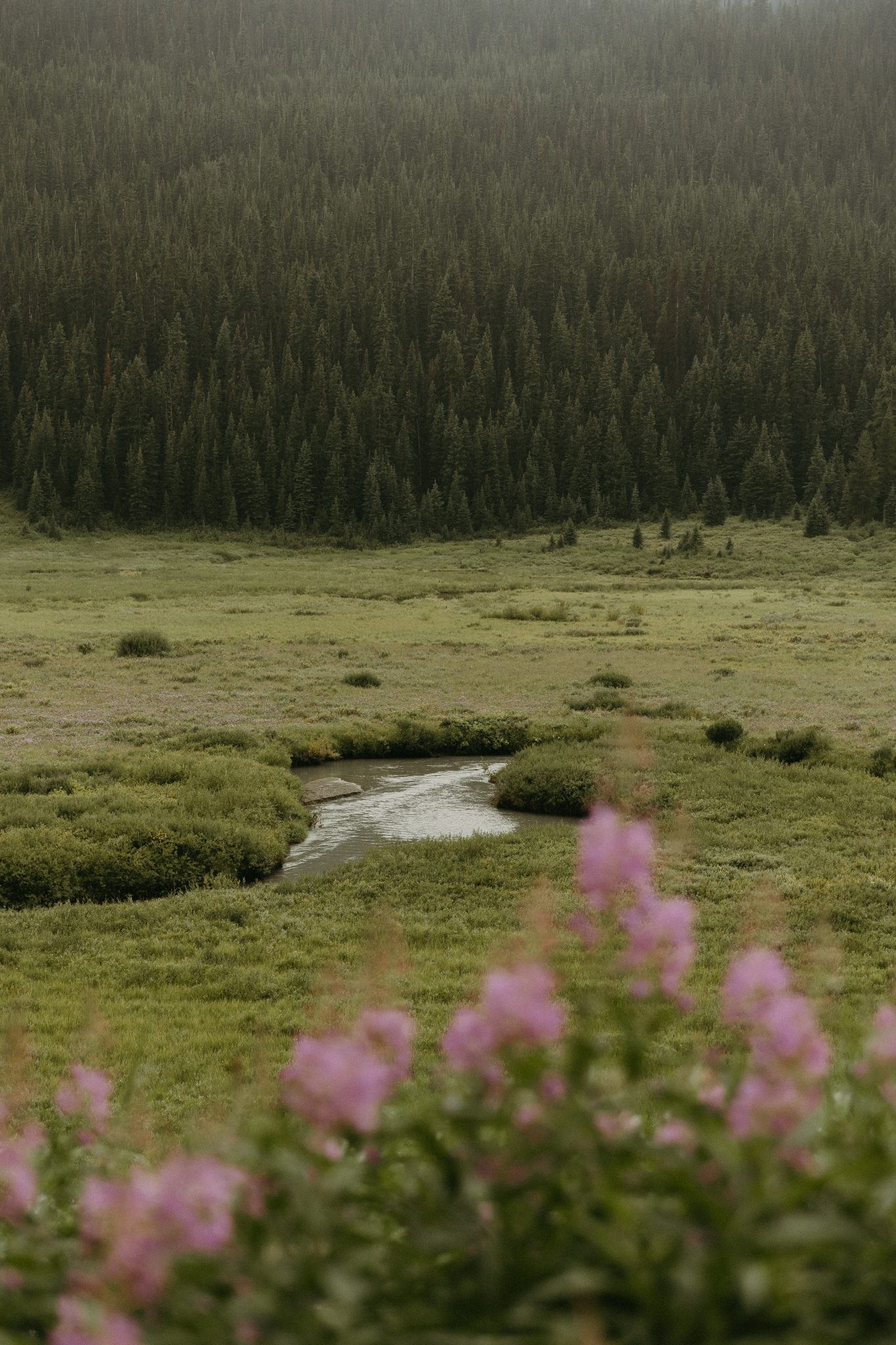 Lush green meadow with wildflowers and a winding stream in the foreground, setting the scene for an intimate Alberta summer wedding.