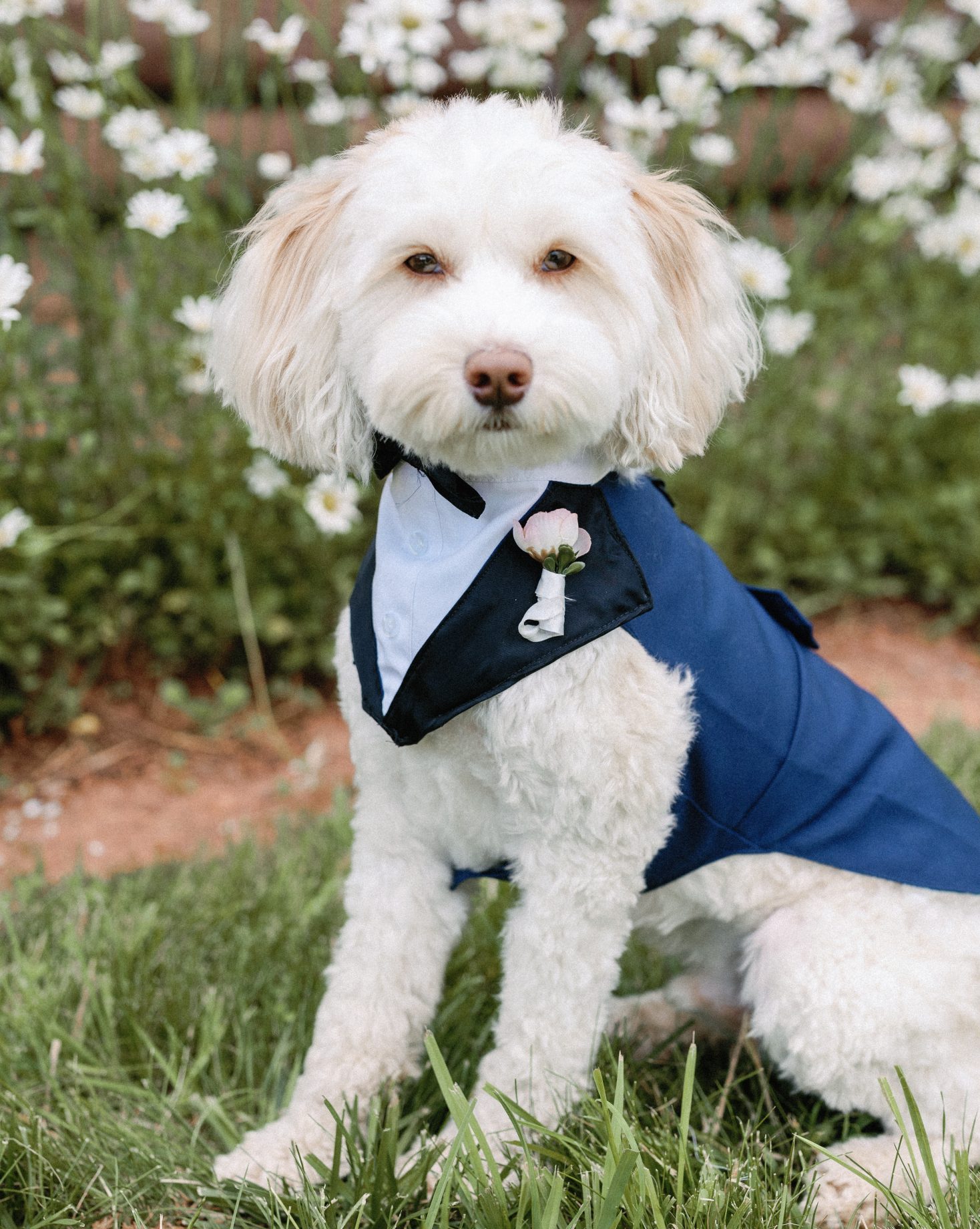 Dapper wedding pup dressed in a navy tuxedo at a private ranch Colorado summer wedding Rocky Mountain Bride, surrounded by white wildflowers.