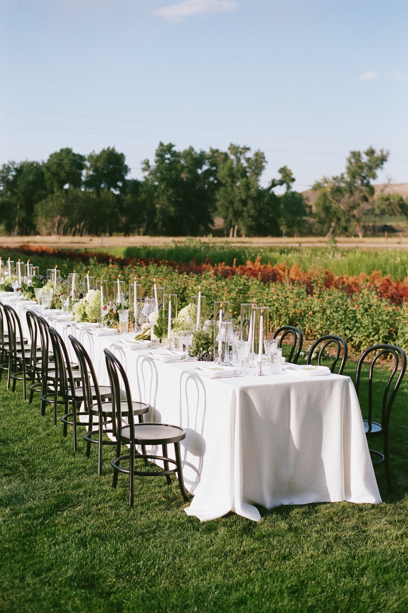 Outdoor ceremony setup beneath a large tree with black chairs, natural grass arrangements, and wild florals for a Boulder flower farm wedding.