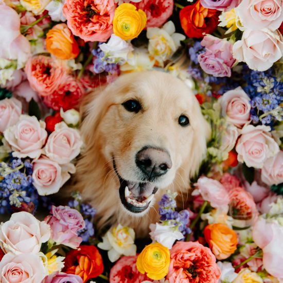 Here Comes the Floof <span> | Colorado and New Mexico Wedding Dog Attendant </span>