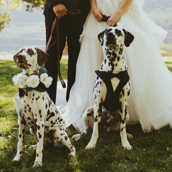 Top Pet Attendants for Your Rocky Mountain Wedding