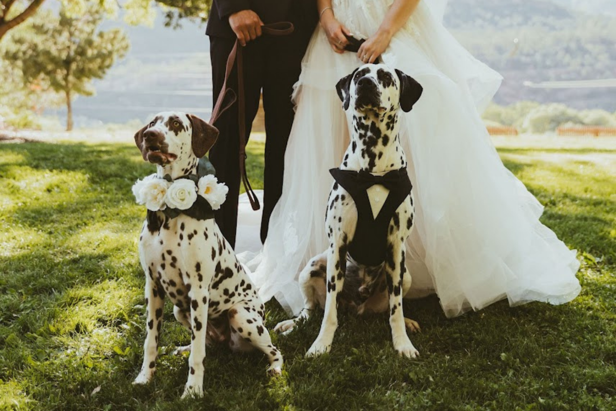 Top Pet Attendants for Your Rocky Mountain Wedding